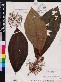 Miconia solearis image