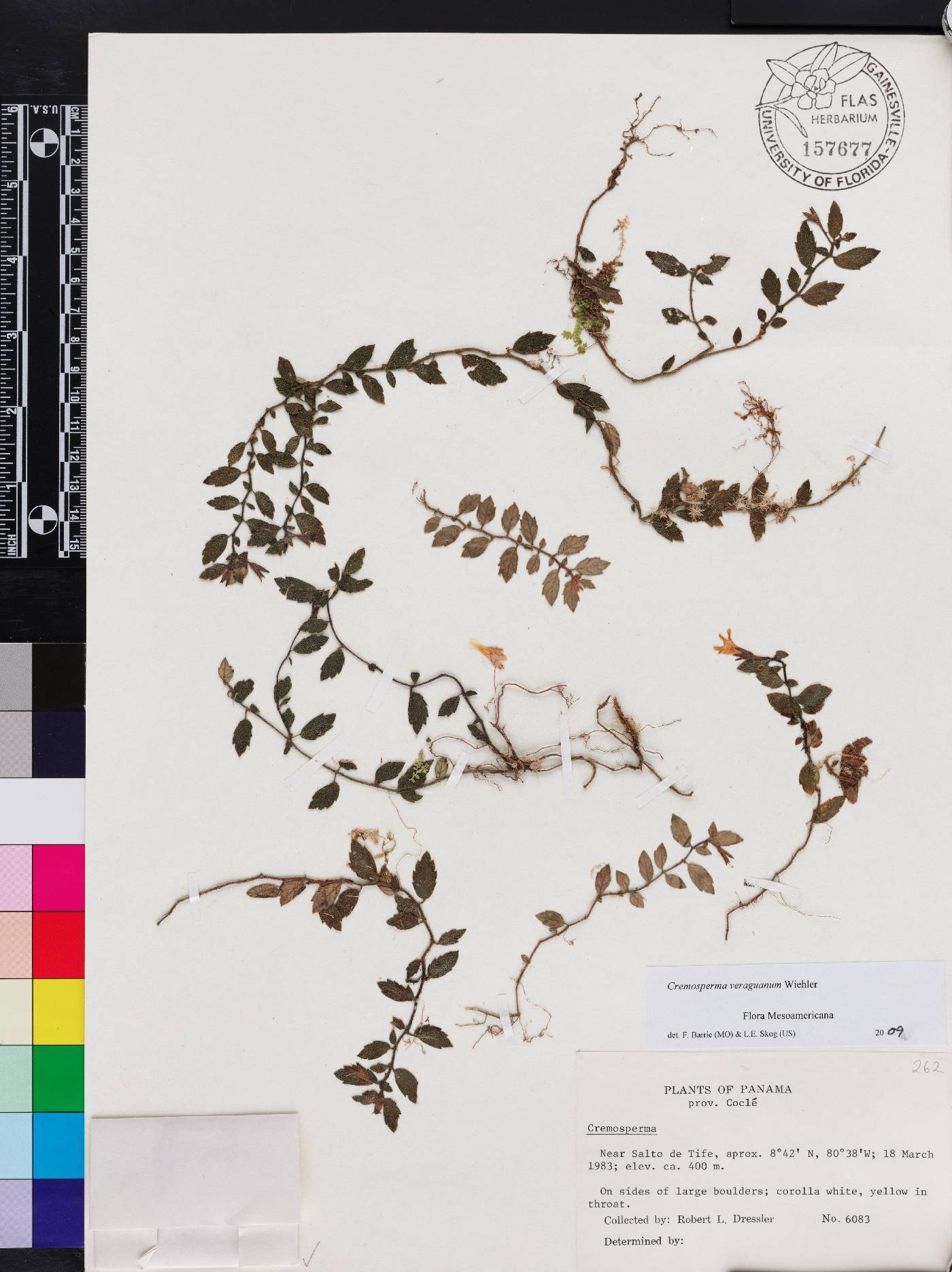Cremosperma veraguanum image