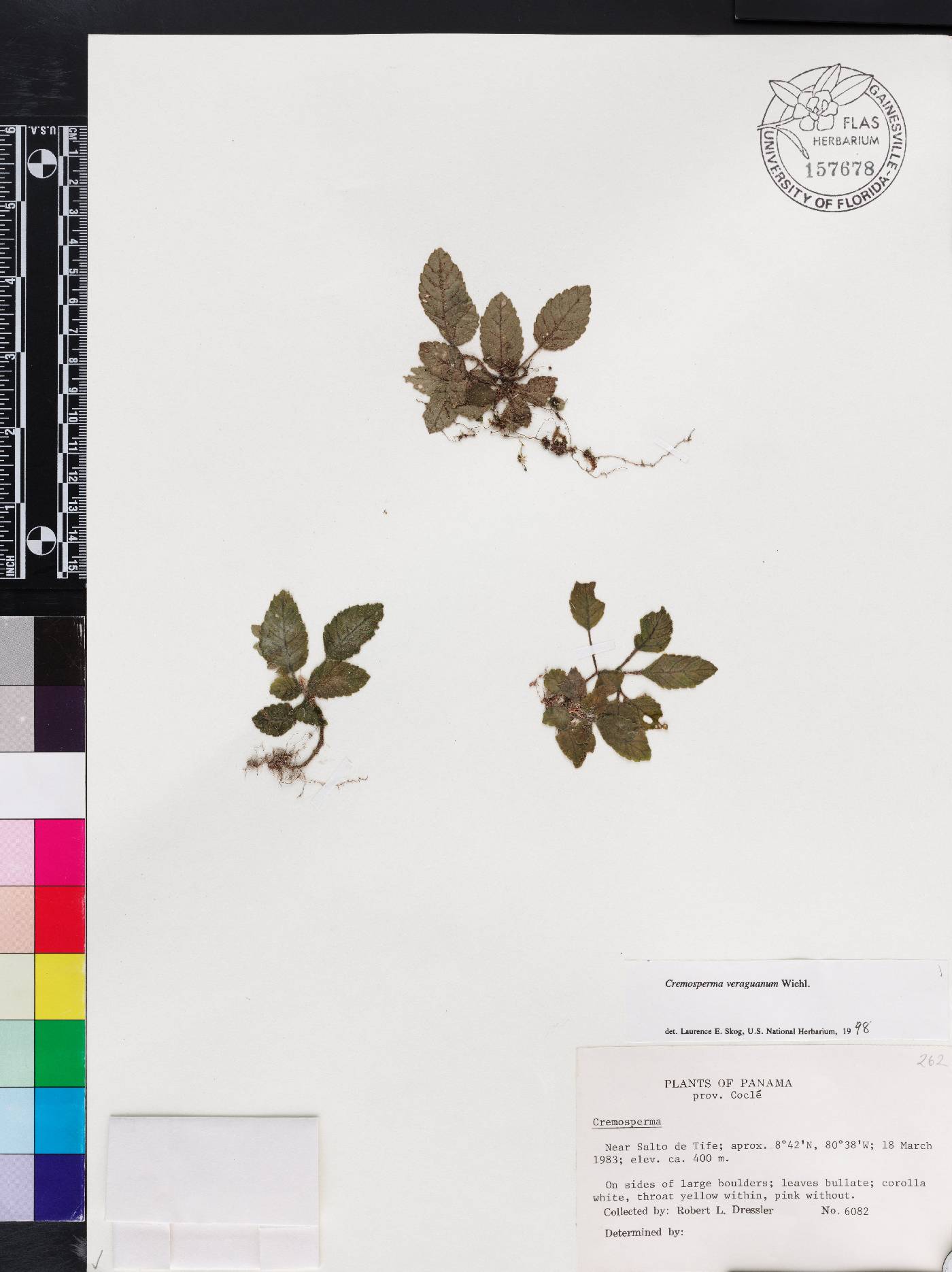 Cremosperma veraguanum image