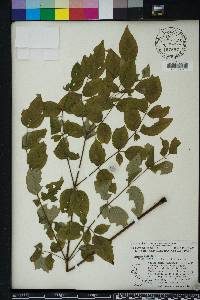 Aralia spinosa image
