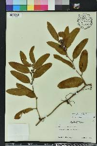 Smilax laurifolia image