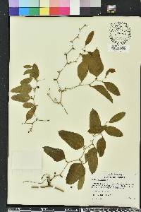 Smilax auriculata image