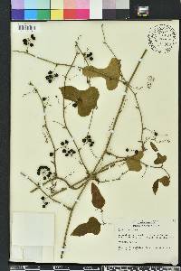 Smilax tamnoides image