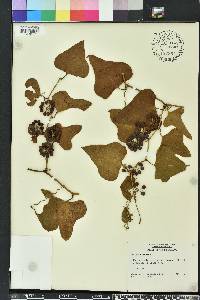 Smilax tamnoides image