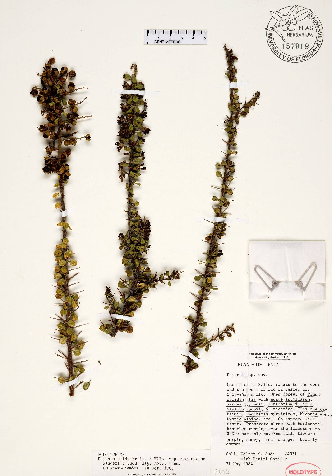 Duranta arida subsp. serpentina image