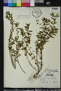 Chamaesyce hyssopifolia image