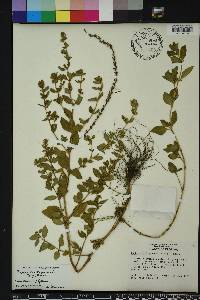 Cuphea carthagenensis image