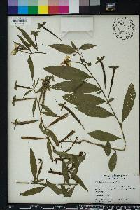 Ludwigia octovalvis image