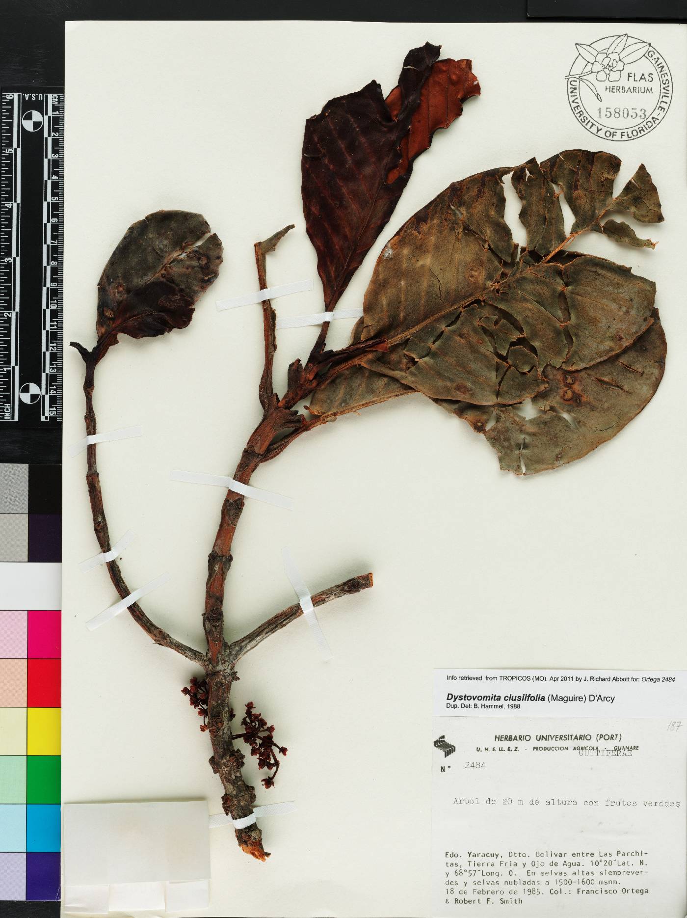 Dystovomita clusiifolia image