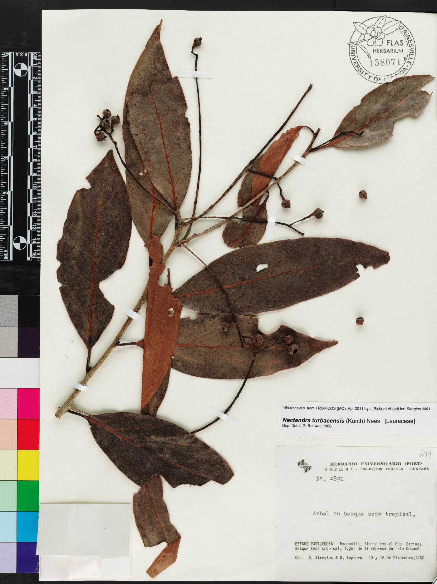 Nectandra turbacensis image