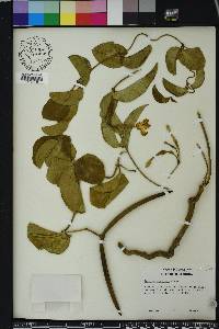Echites umbellatus image