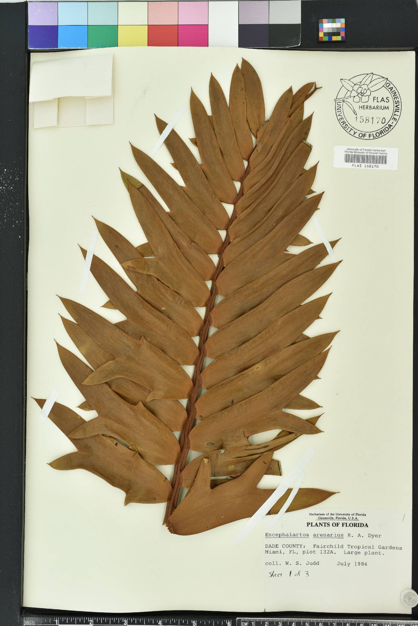 Encephalartos arenarius image