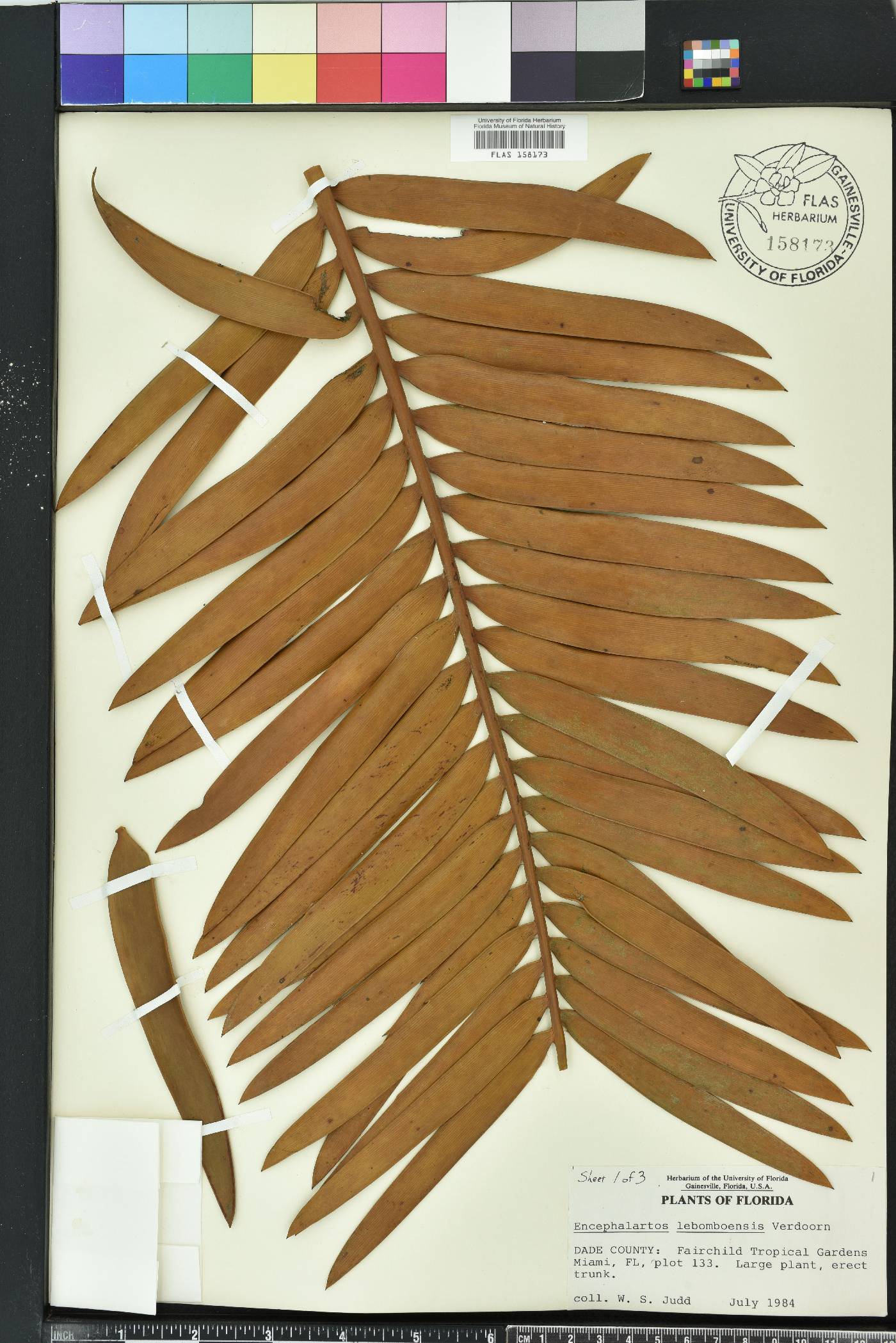 Encephalartos lebomboensis image