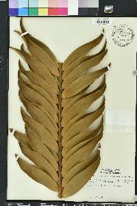 Encephalartos natalensis image