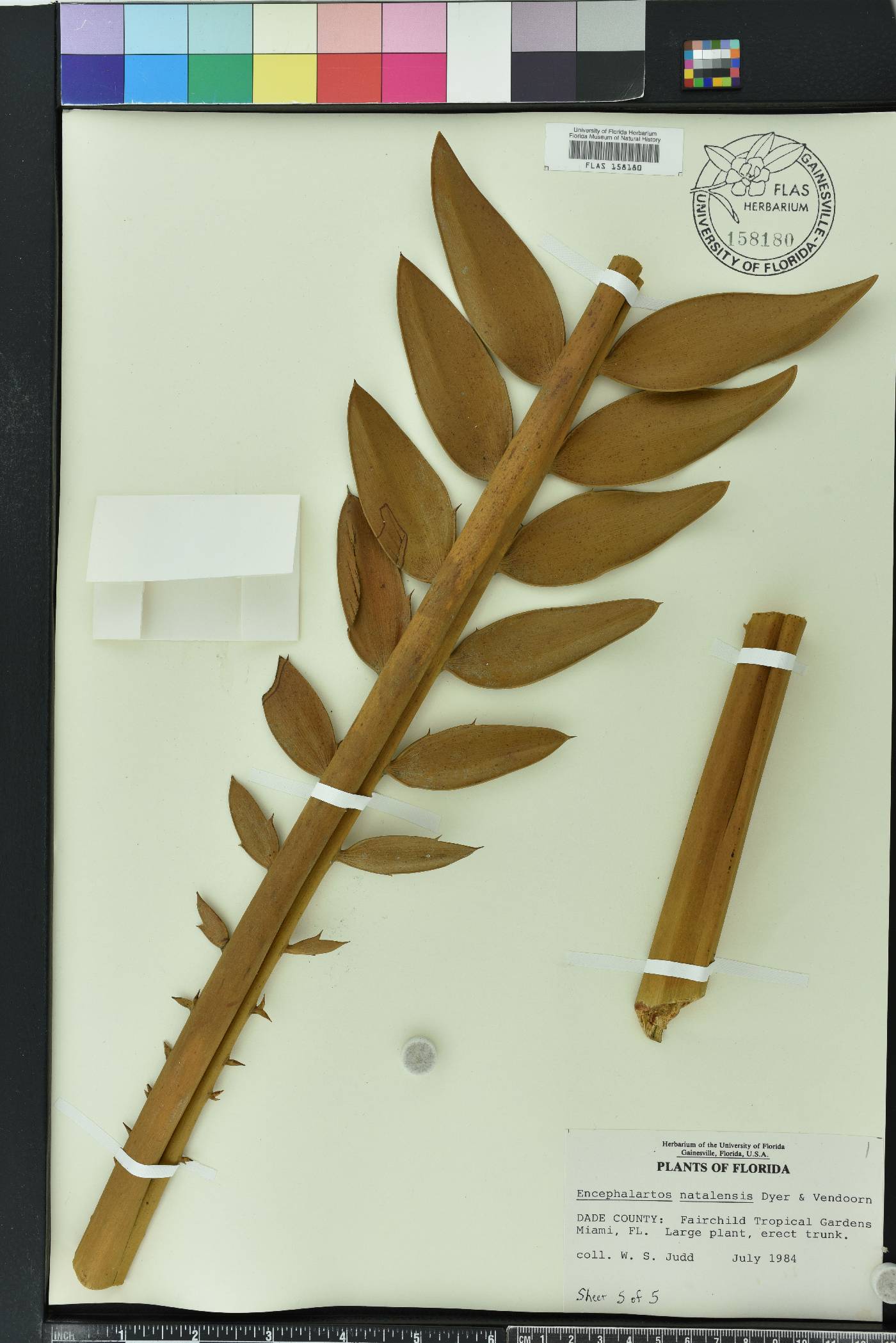 Encephalartos natalensis image