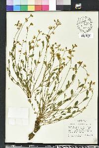 Crotalaria rotundifolia image