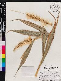 Pennisetum purpureum image