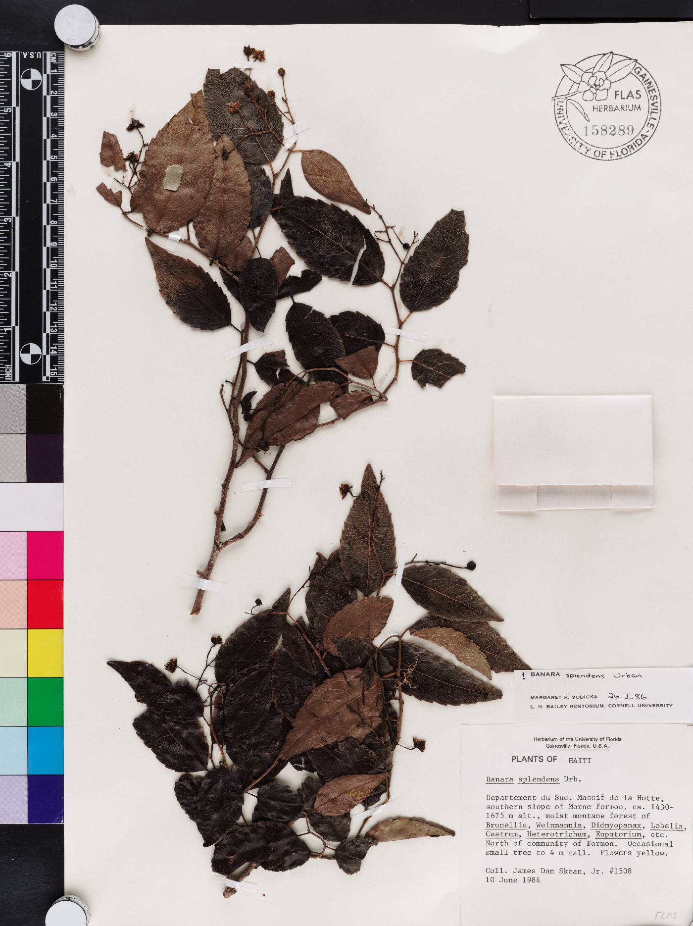 Banara splendens image