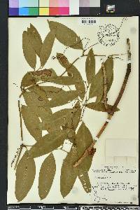 Smilax laurifolia image