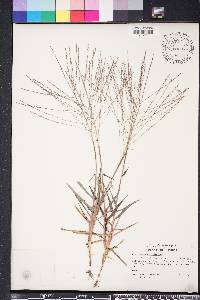 Gymnopogon brevifolius image