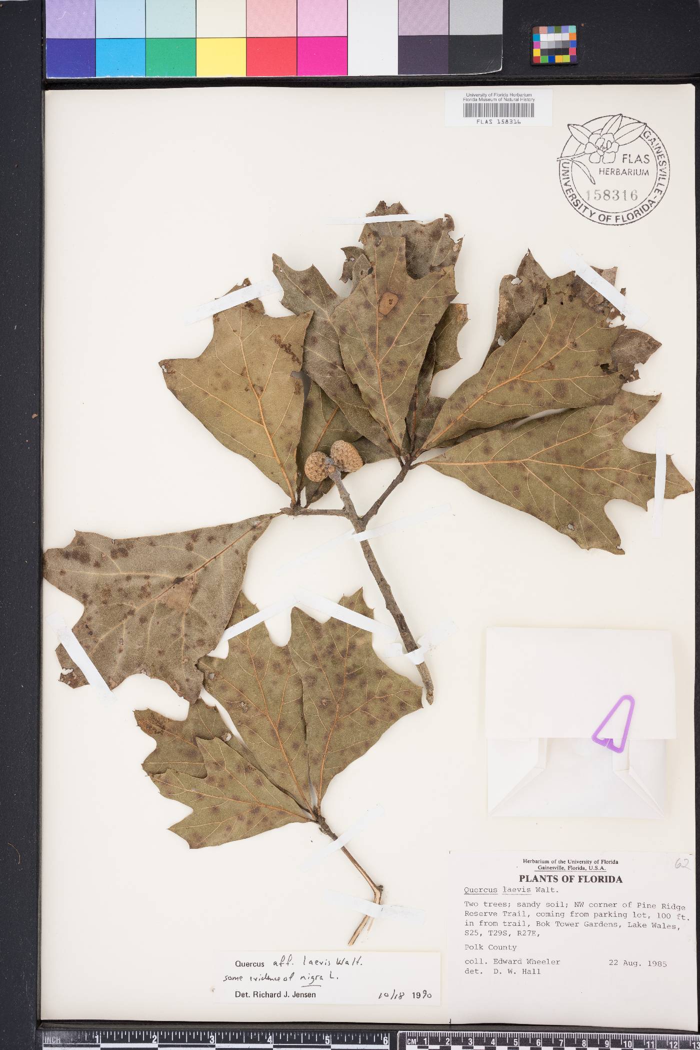 Quercus x walteriana image