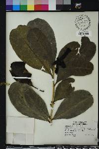 Amphitecna latifolia image