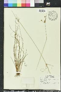 Cyperus ovatus image