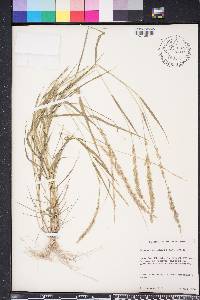 Eragrostis ciliaris image