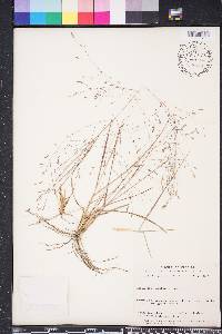 Eragrostis elliottii image