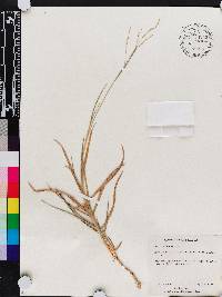 Panicum repens image