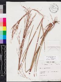 Schizachyrium stoloniferum image