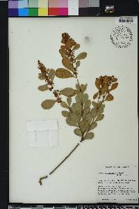 Lyonia fruticosa image