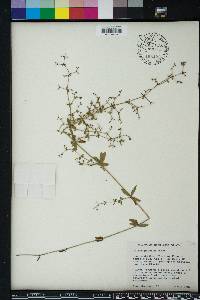 Galium pilosum image