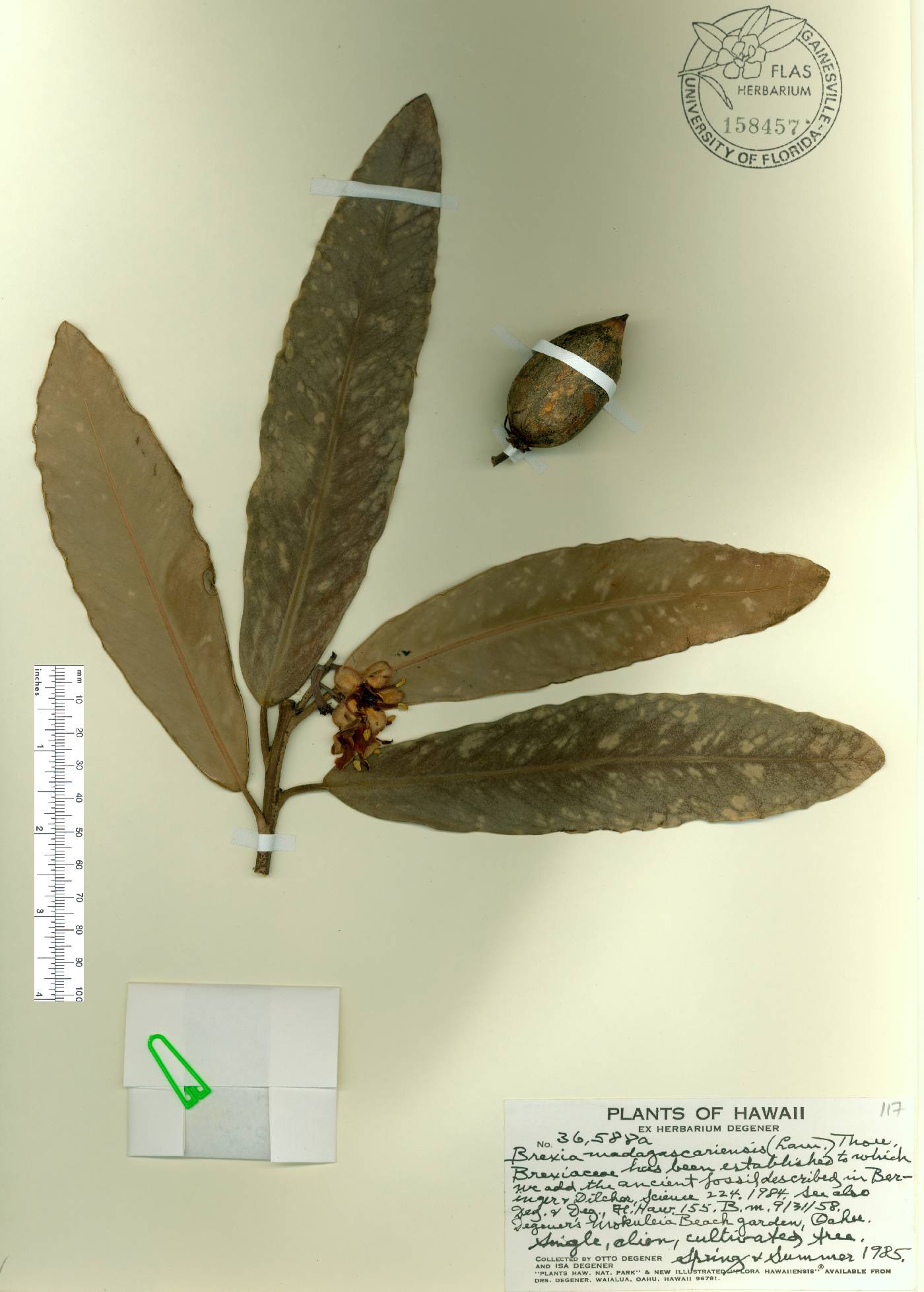 Brexia madagascariensis image