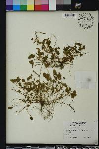 Oxalis corniculata image