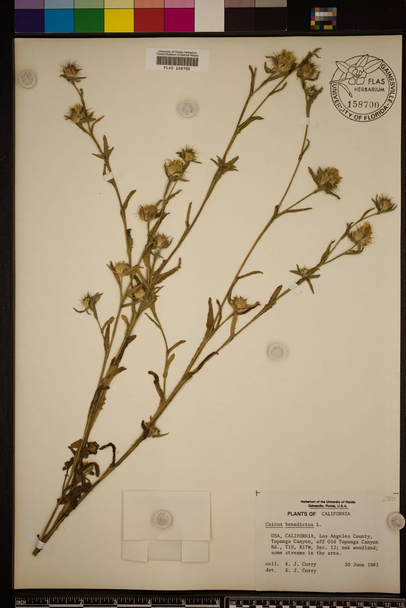 Centaurea benedicta image