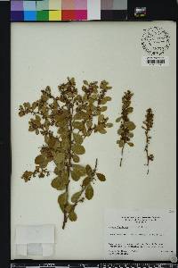 Lyonia fruticosa image