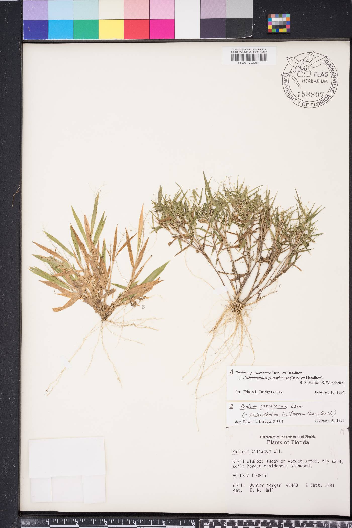 Dichanthelium portoricense image