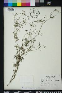 Cyclospermum leptophyllum image