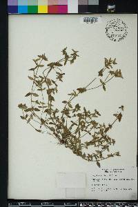 Hedyotis uniflora image