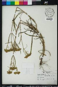 Flaveria linearis image