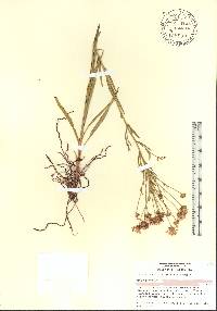 Marshallia ramosa image
