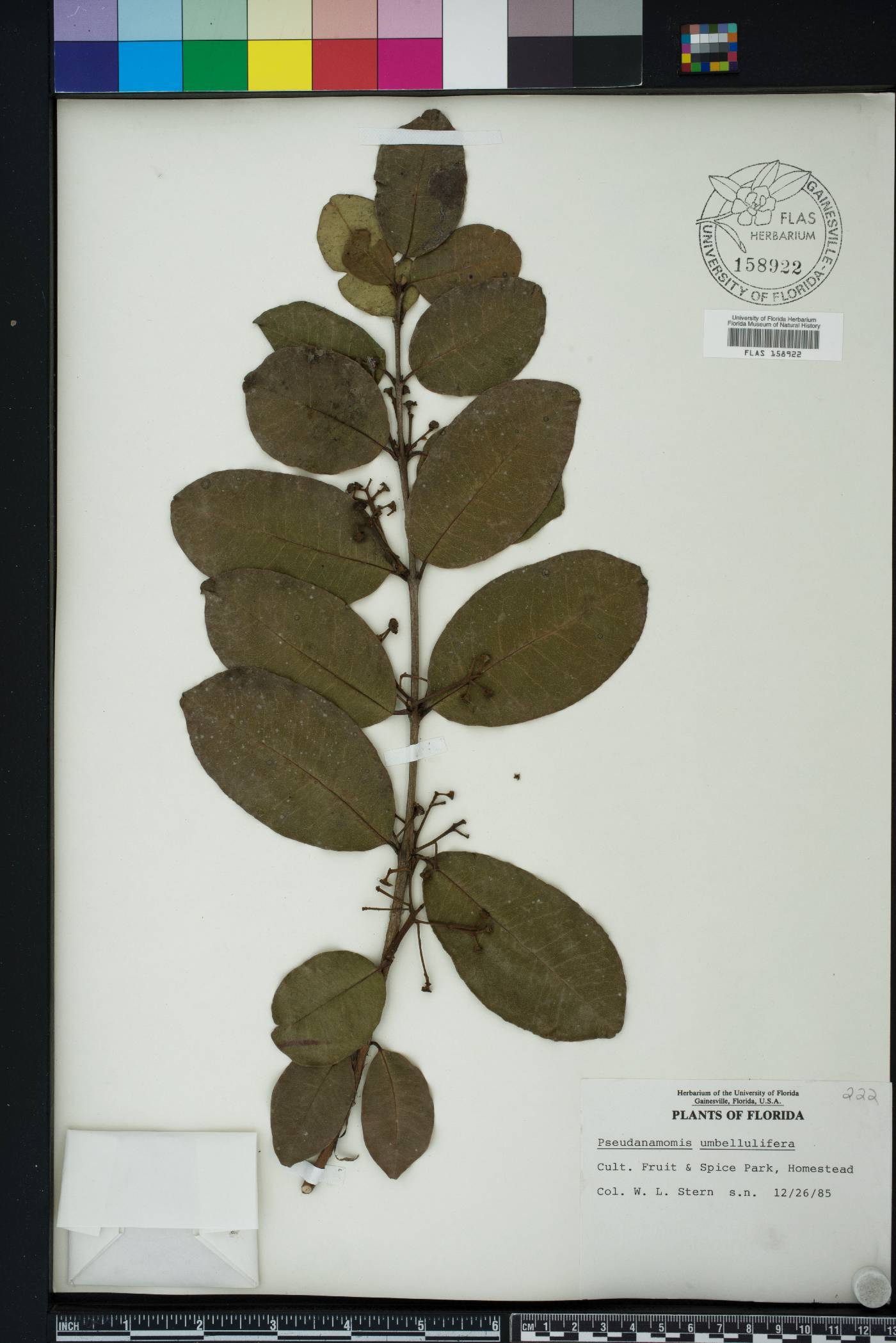 Eugenia umbellulifera image