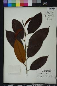 Chrysophyllum cainito image