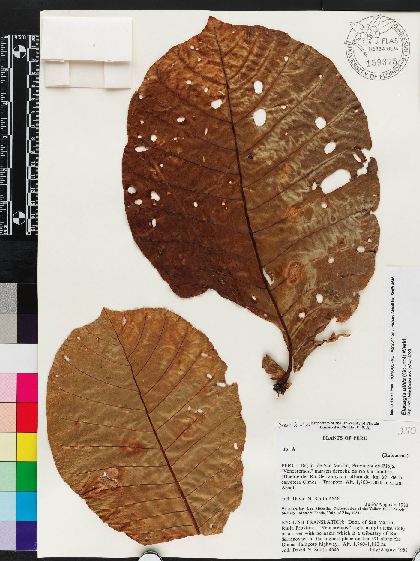 Elaeagia utilis image