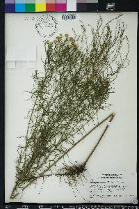 Euthamia caroliniana image