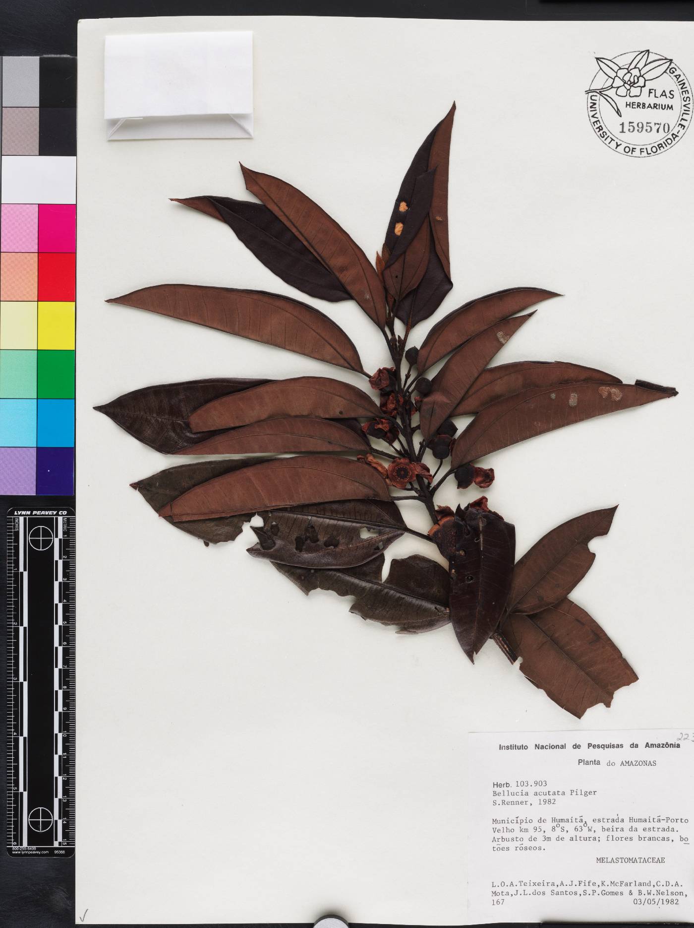 Bellucia acutata image