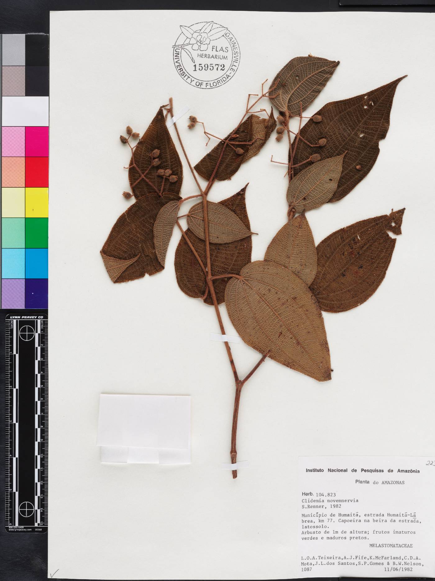 Miconia bullatifolia image