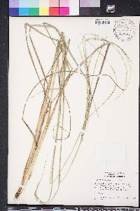 Digitaria villosa image