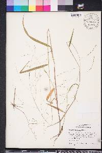 Kellochloa verrucosa image